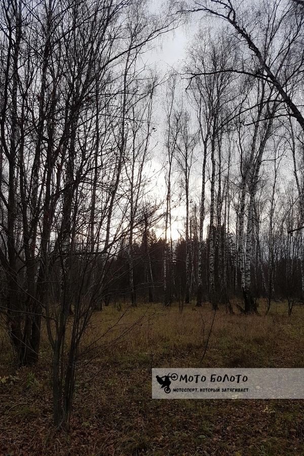 Октябрьский лес