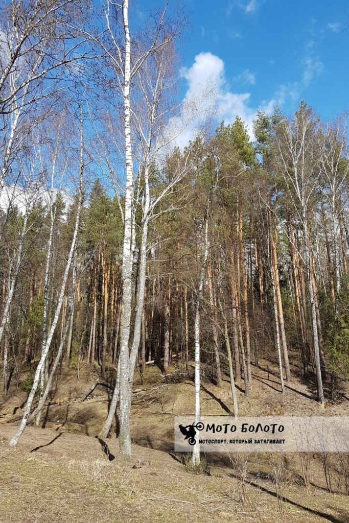 Берёзы и сосны на солнце