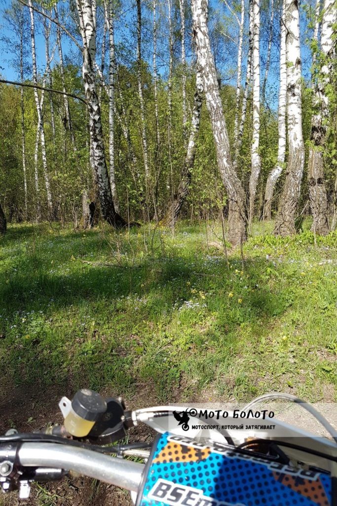 Эндуро среди берёз