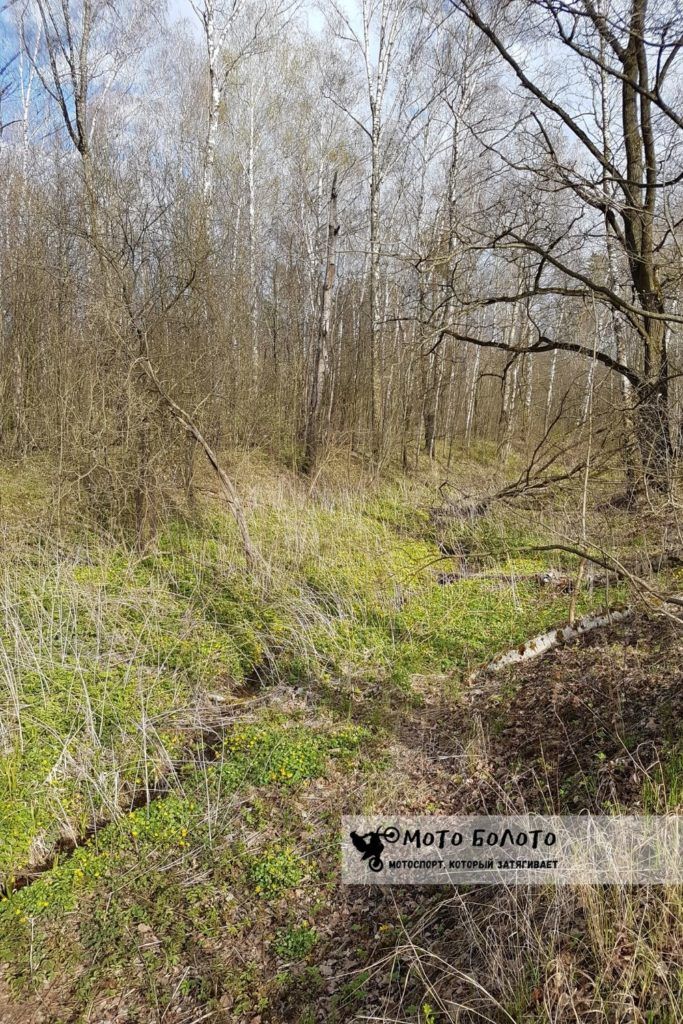 Весенний овраг с цветами